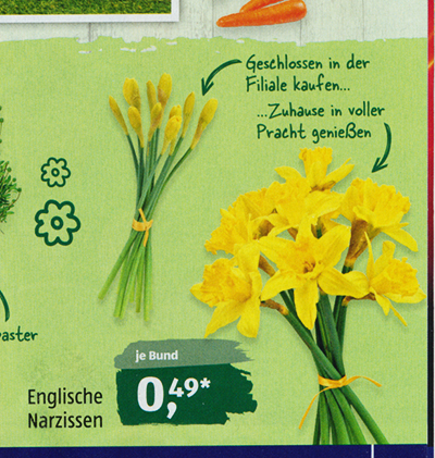 simages Aldi Narzissen
